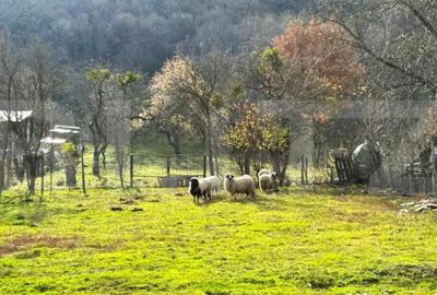 Casă cu 5 camere cu Teren 1900 Mp în Arcalia - 9