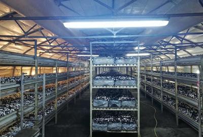 Spațiu comercial, de 500 mp, în Stoina - 7