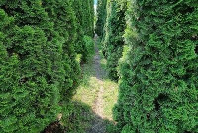 Casa 5 cam., 300 mp, crama, gradina, iaz, aer curat, liniste,  cartier Gruia - 17