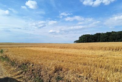 Vanzare teren Frumusani, 7.961 mp, D: 175 m, 11 EUR mp , langa padure - 3
