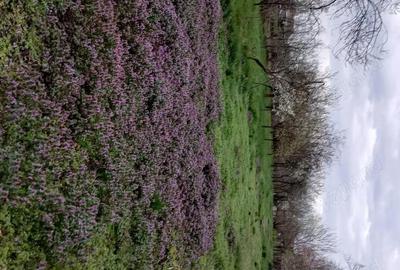 Casă cu 6 camere în Hitiaș - 1