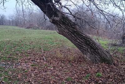 Teren intravilan (NEGOCIABIL) DE VÂNZARE Poiana Campina (jud Prahova) - 1