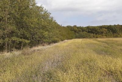 Teren intravilan inconjurat de padure - Ciofliceni, Snagov - 12