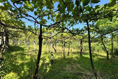 Casă cu 4 camere în Răucești - 2