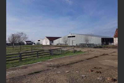 Ferma langa Oravita 5600 mp construiti si teren 24281 intravilan - 4