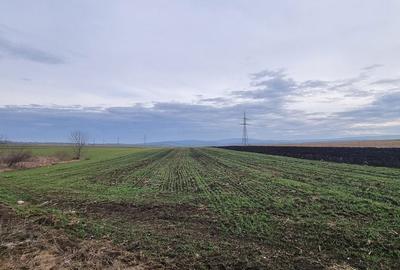 Teren de 5400 mp, în Bălușeni - 1