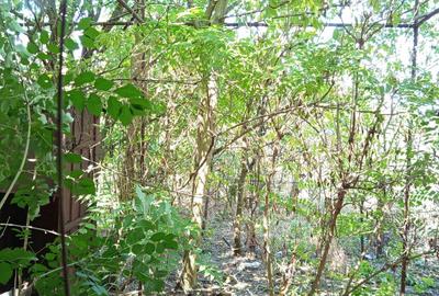 Iam, Casa 5 Camere, Gospodarie, 1439mp Teren, Pret Negociabi - 1