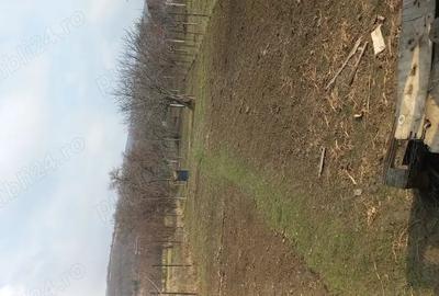 Casă cu 3 camere cu Teren 751 Mp în Cuvin - 2