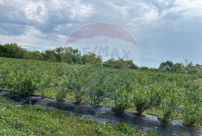 TEREN DE VANZARE - 29,656mp Bozanta Mica - 5