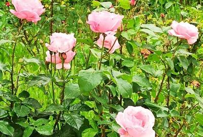 Casă cu 2 camere cu Teren 76.5 Mp în Central - 7