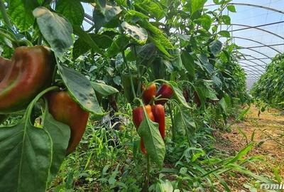 Investitie sigura! Vanzare ferma de legume care merge in plin! - 3