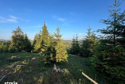 Teren de 500000 mp, în Ciocănești - 11