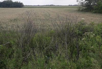 Teren de 4000 mp, în Crângurile