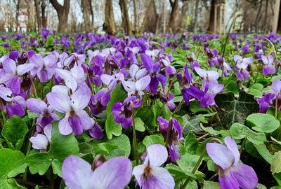 Apartament cu 2 camere semidecomandat în Bucureștii Noi - 3