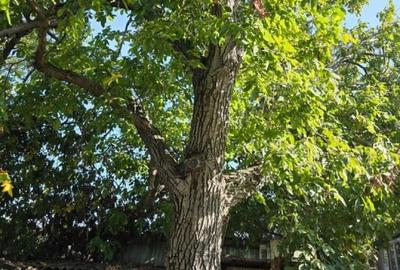 Teren construibil pentru vila sau proiect de tip rezidential - 4