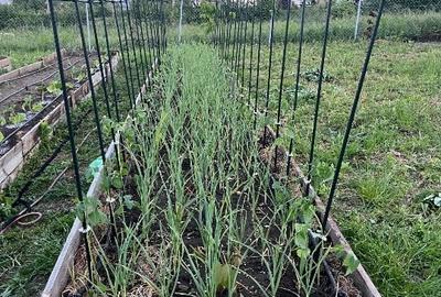 Teren intravilan pe Strada Principală – Faraoanele, Vârteșcoiu - 5