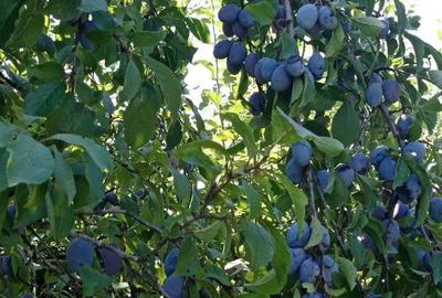 Teren de 1000 mp, în Berchez - 5