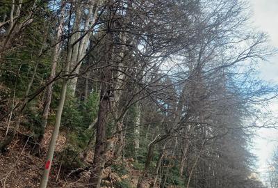 Agapia , casa si teren la strada , langa padure si Manastirea Agapia - 2