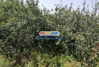 Casă cu Teren 2000 Mp în Central - 4