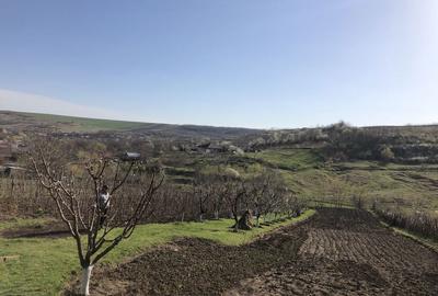 Teren de 5000 mp, în Miroslava - 7