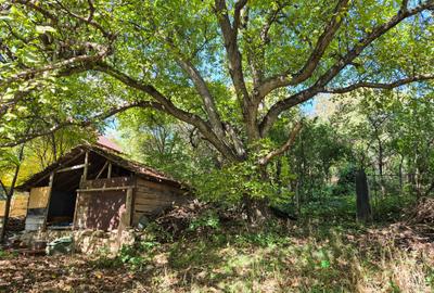 De vânzare – Apartament cu teren generos în cartierul Grigorescu, strada Donath - 11