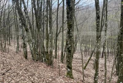 Teren în Central - 4