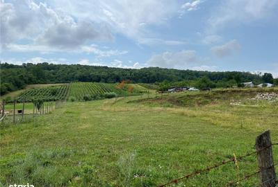 Spațiu comercial, în Tomești - 6