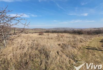 Teren 5300 mp Intravilan in Goruni – Tomesti - 7