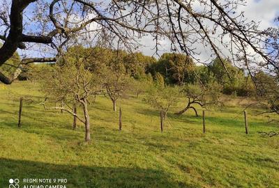 RECO Casa de vacanta in Borod - 6