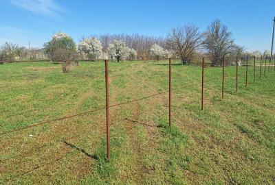 Teren Construcții intravilan de 2262 mp, în Dragomirești-Vale - 4