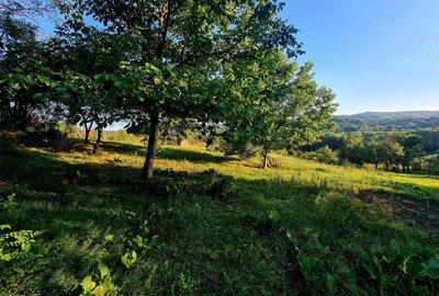 Teren de 3250 mp, în Păușești - 4