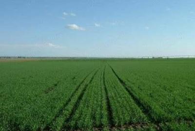 Teren agricol Sanandrei, Carani, Hodoni intre 20-30 Ha compact Teren agricol Sanandrei, Carani, Hodoni intre 20-30 Ha compact - 2