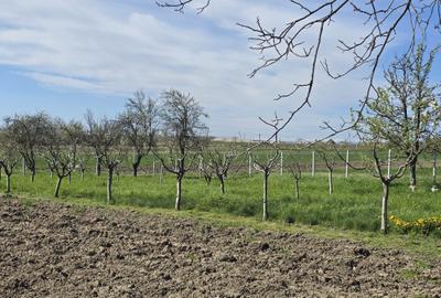 Teren Construcții intravilan de 1300 mp, în Curtișoara - 11