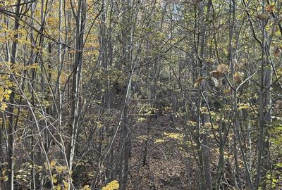 TEREN INTRAVILAN 13167 MP BUGHEA DE SUS ARGES - 10