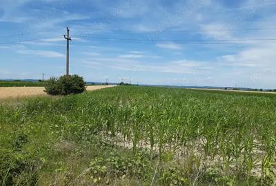 Teren de 10000 mp, în Oarja