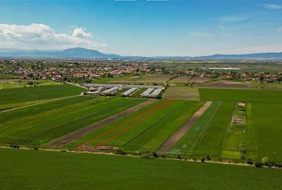 Aliniament de liniste, drum usor, 5.000 mp pamant verde, Bod Brasov: FILM!