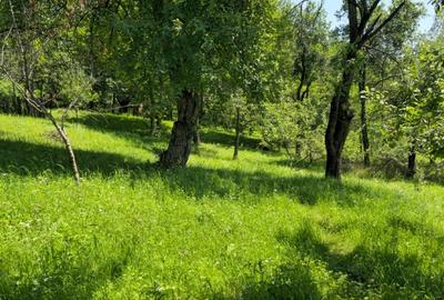 Teren intravilan de 9000 mp, în Secăria - 2