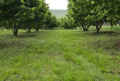 Teren de 10000 mp, în Dorobanți - 4