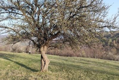 Teren de 2450 mp, în Exterior Vest - 2