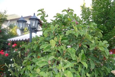 Vila piscina superba gradina matura cu iesire directa la padure - 23