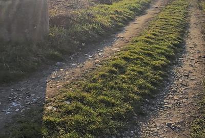 Spațiu comercial, în Nufărul