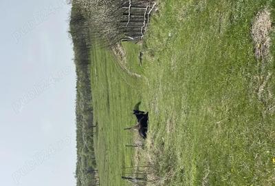 Vand teren extravilan - 1