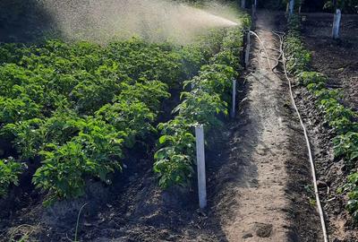 Casa de vanzare Lovrin - 2