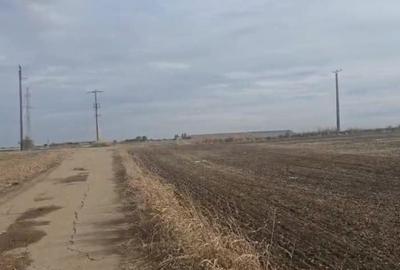 Teren Agricol 2 Ha - Becicherecu Mic (Zona Fornetti) - Acces Betonat - 4