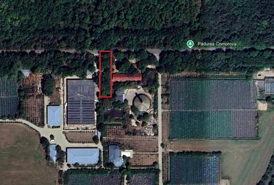 Neptun - Teren construibil in Padurea Comorava - 3