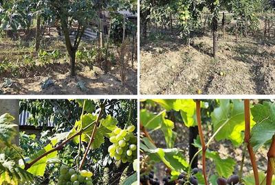 Casă cu 3 camere cu Teren 2826 Mp în Saca - 1