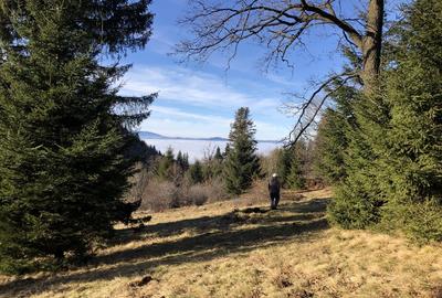 Teren agricol extravilan de 4900 mp, în 13 Decembrie - 4