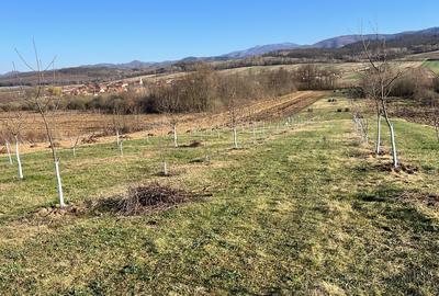 Vand teren Lacul Surduc - 6