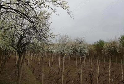 Vand teren intravilan , cultura de vie si casa batraneasca - 2