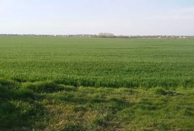 Spațiu comercial, în Buciumeni - 3